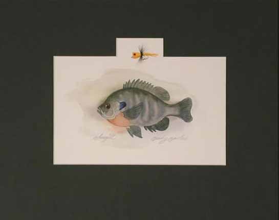 Bluegill