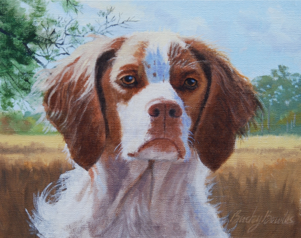 Brittany Spaniel