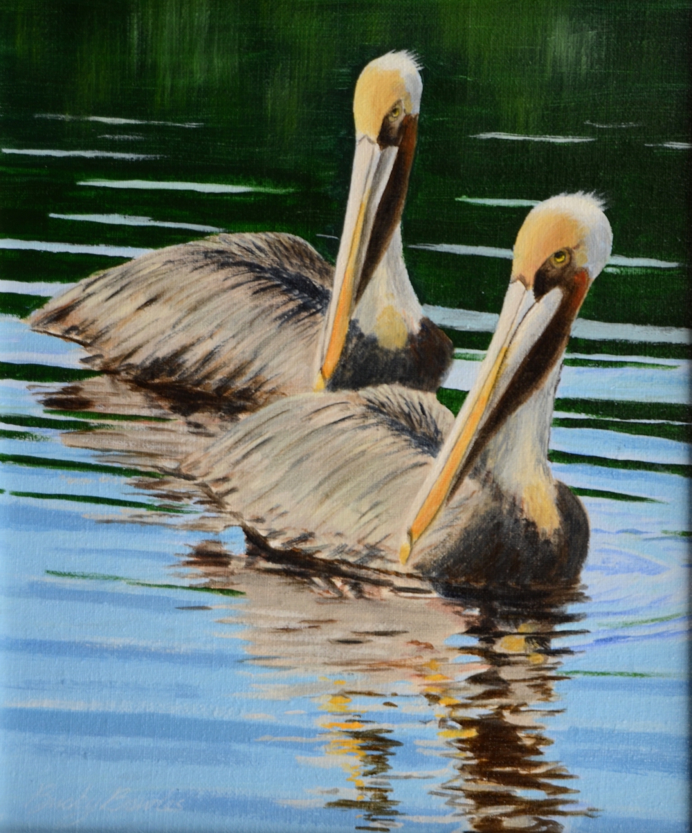 Brown Pelicans