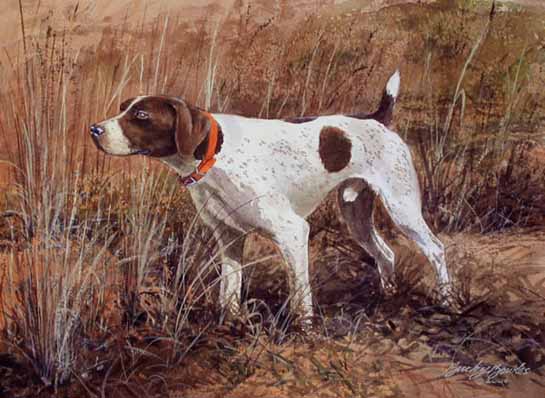 German Shorthaired Pointer
