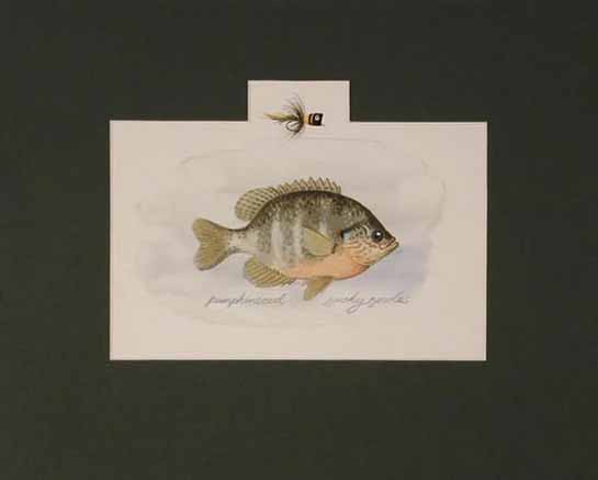 Pumpkinseed