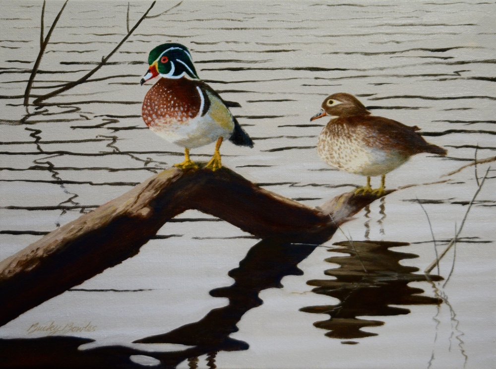 Resting Wood Ducks