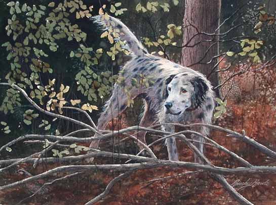 Setter in the Thicket