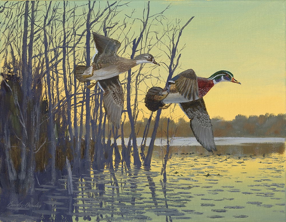 Woodies at Dawn