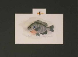Bluegill