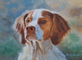 Brittany Spaniel