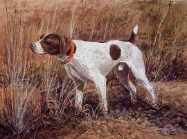 German Shorthaired Pointer