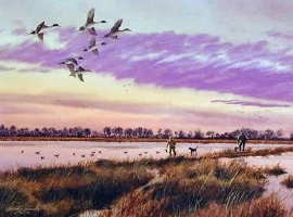 Pintails Too Early