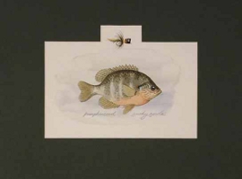 Pumpkinseed