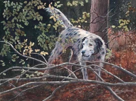 Setter in the Thicket