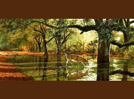 Wading for Acorns